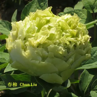 Cây giống mẫu đơn xanh