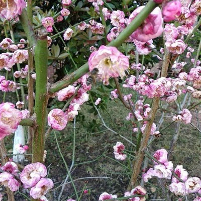 Cây giống hoa mận